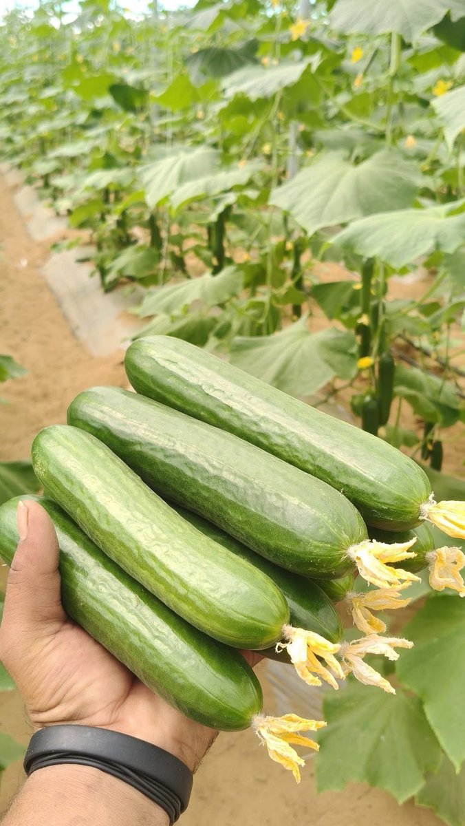 Mohamed Muse Hasan tweet media