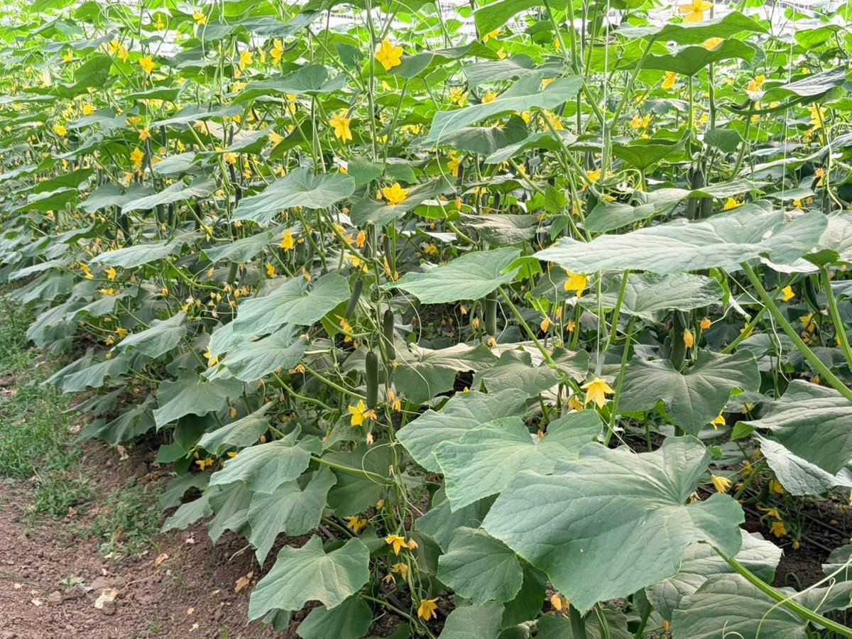 Mohamed Muse Hasan tweet media