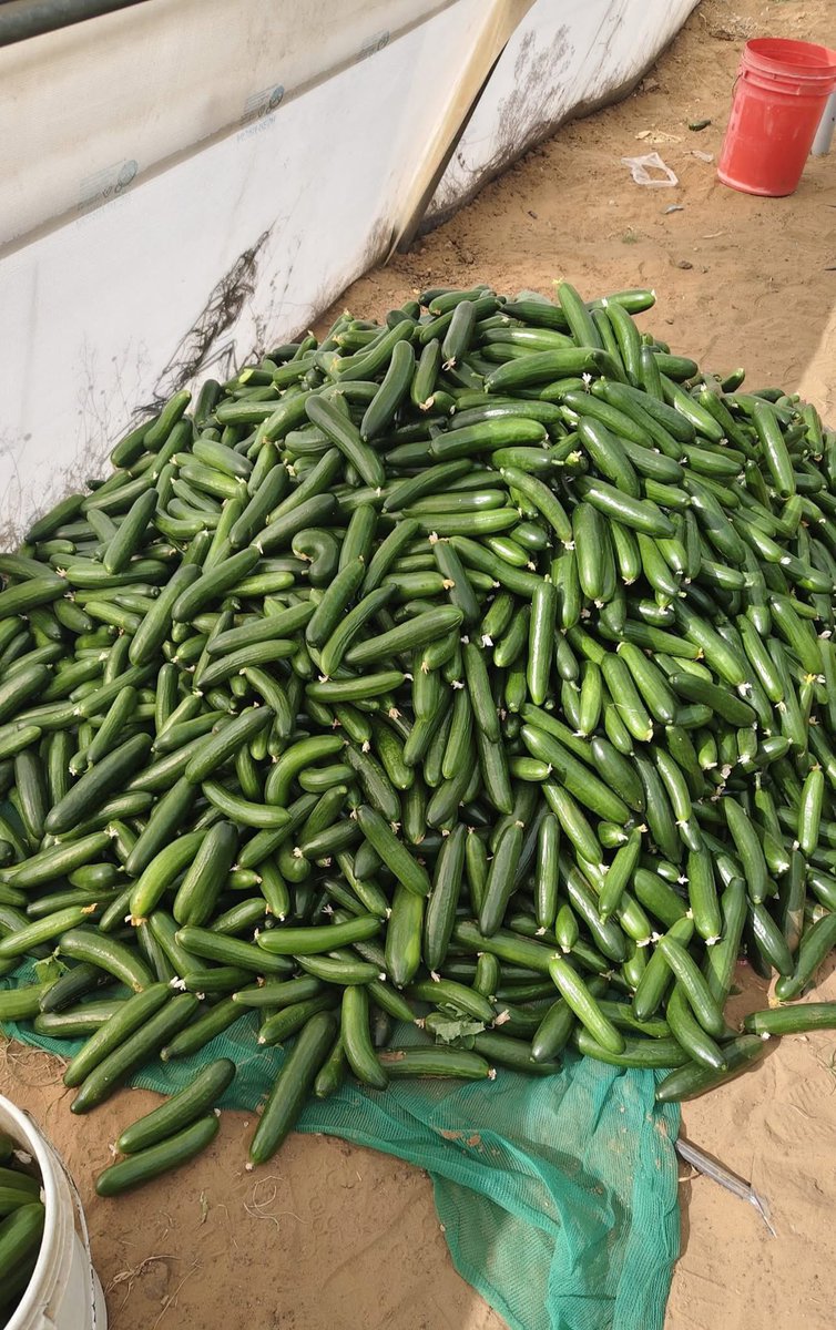 Mohamed Muse Hasan tweet media