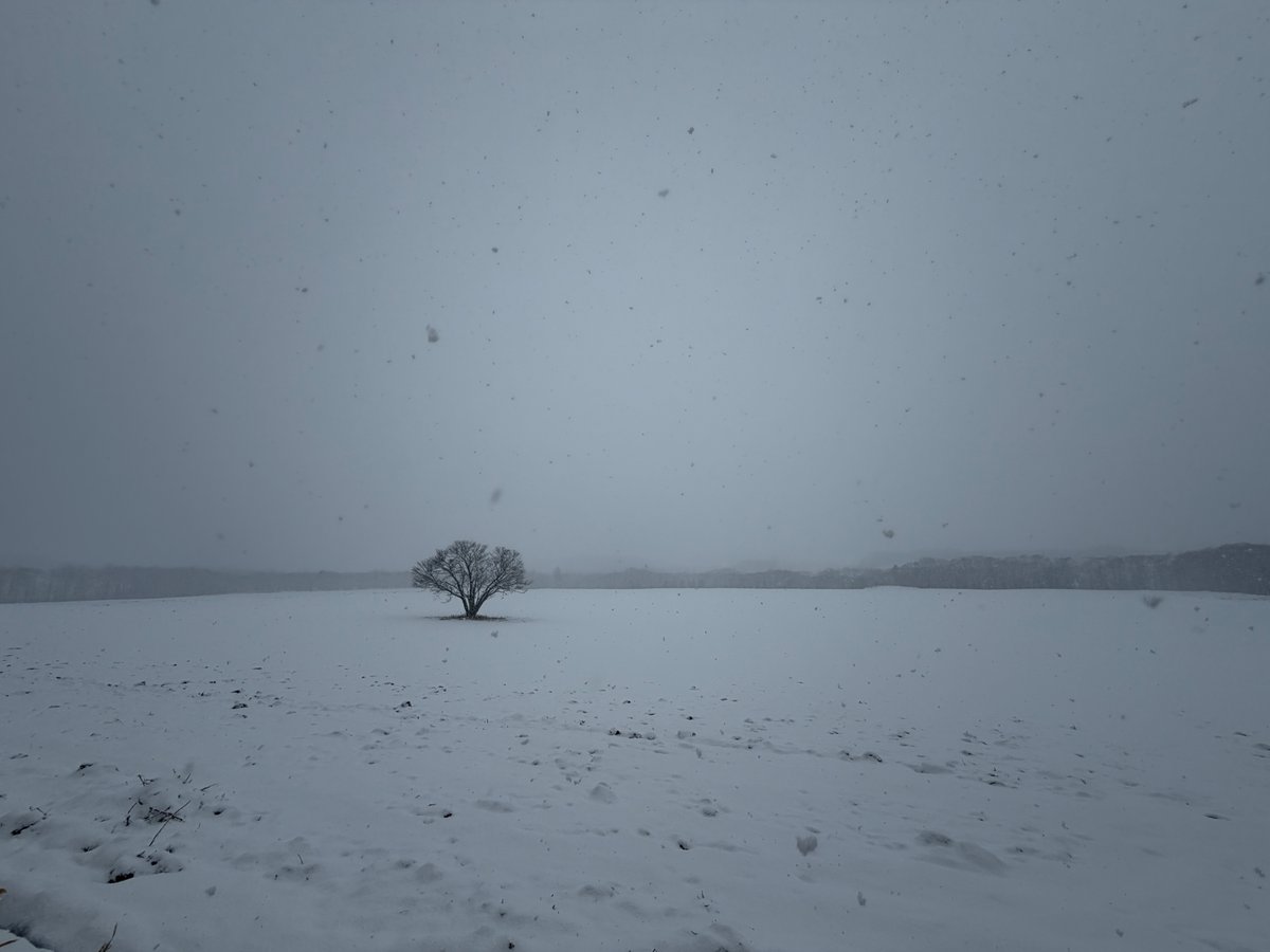 herokey turkay tweet media