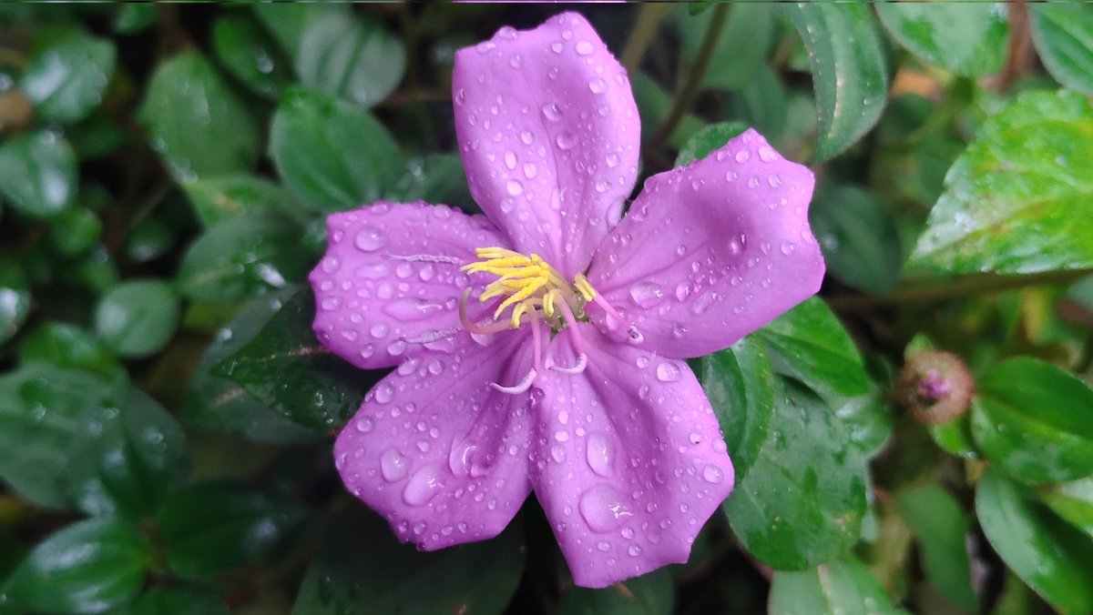 Tydyn Rain St. Clair tweet media