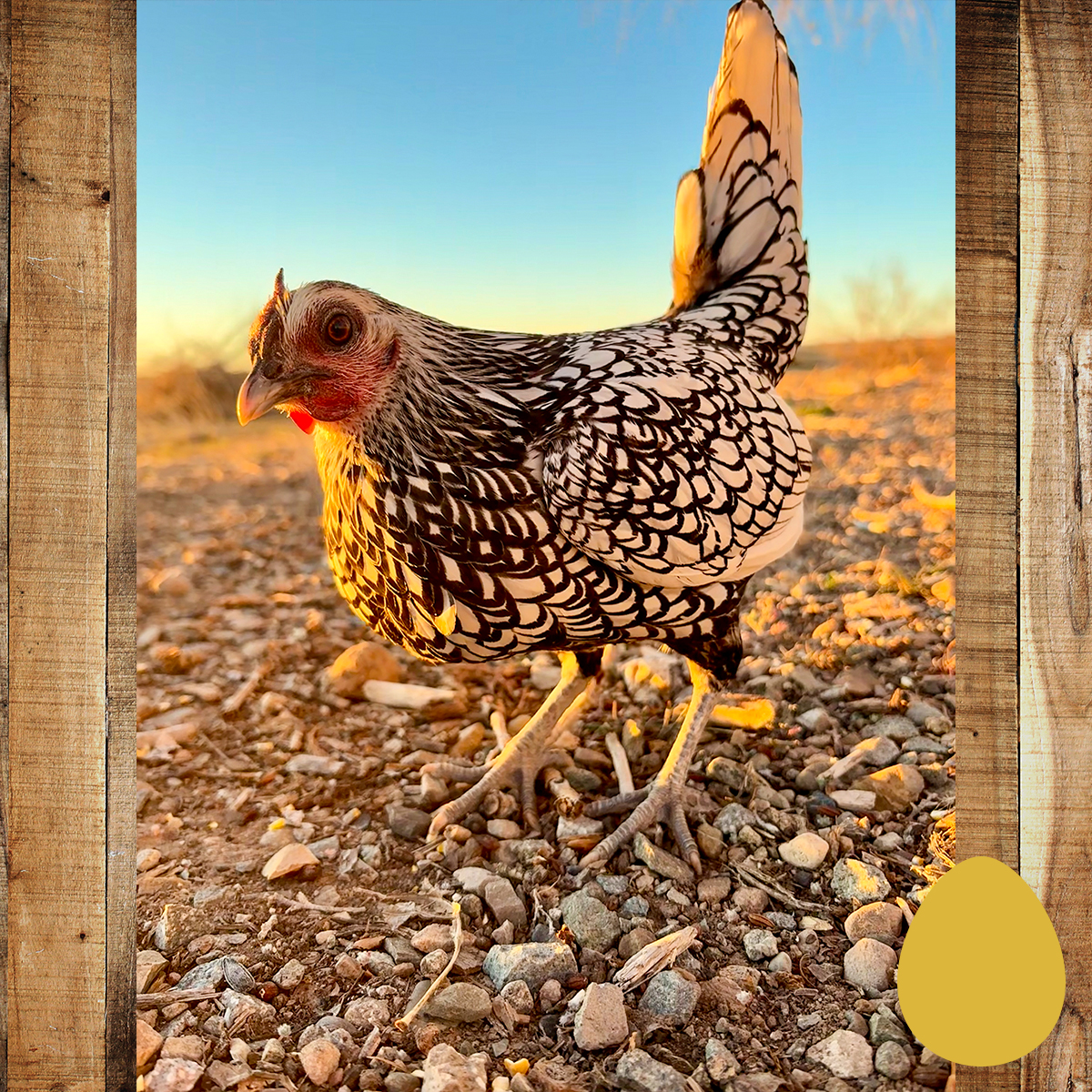 IFA Country Store tweet media