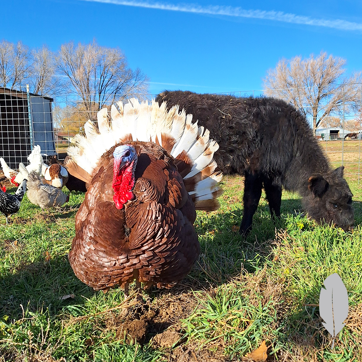 IFA Country Store tweet media