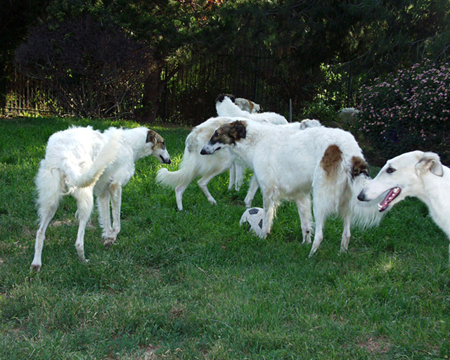 Borzoibot tweet media