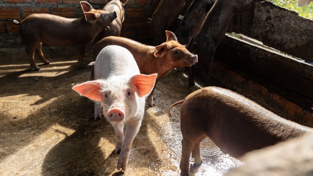 Heifer International tweet media