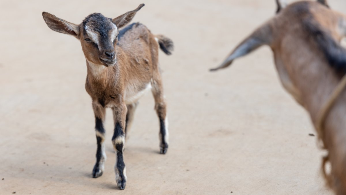 Heifer International tweet media