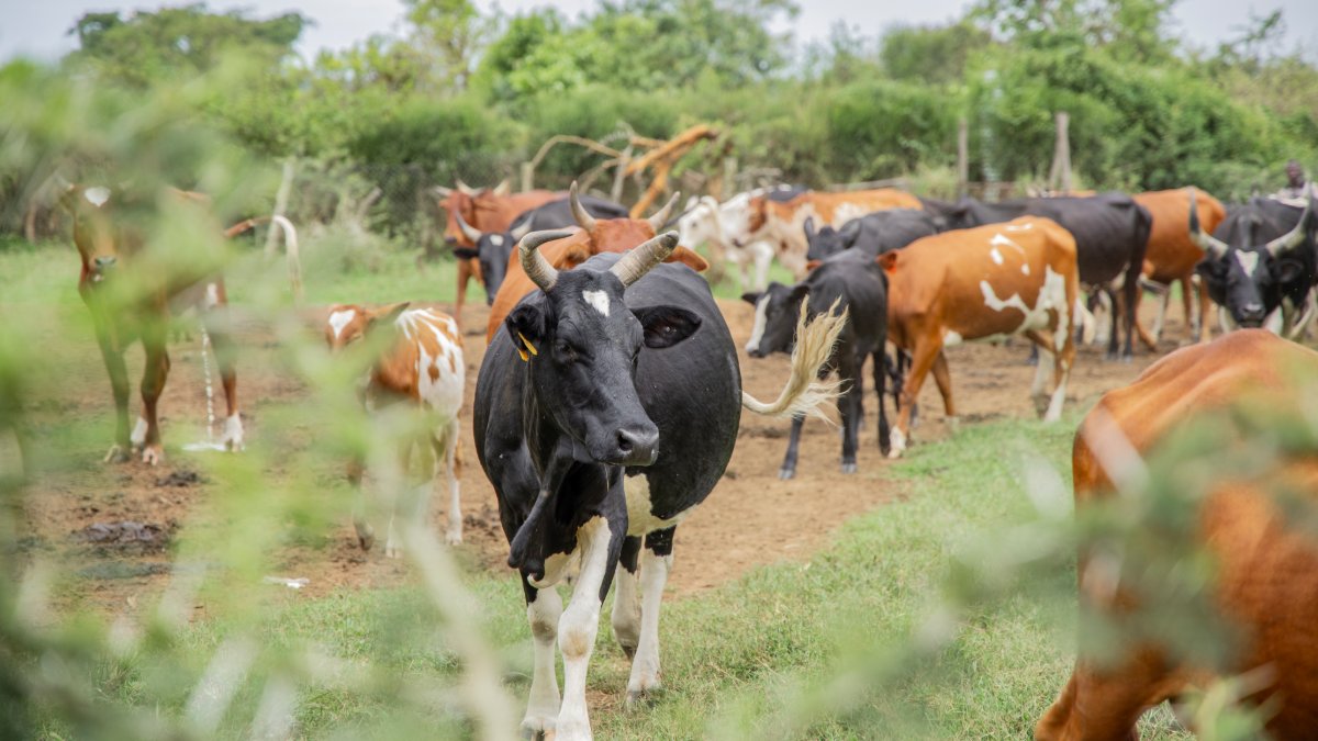 Heifer International tweet media