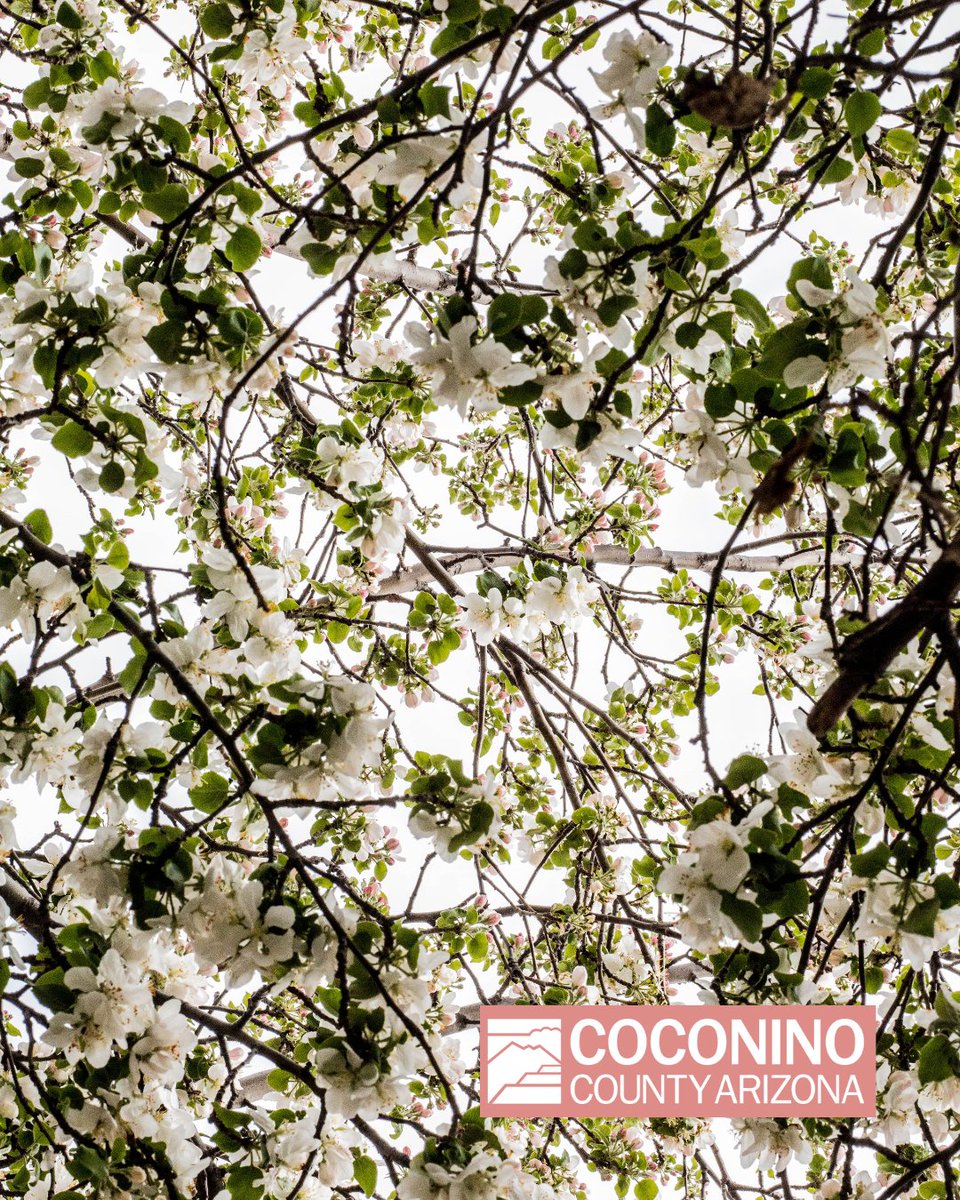 Coconino County tweet media