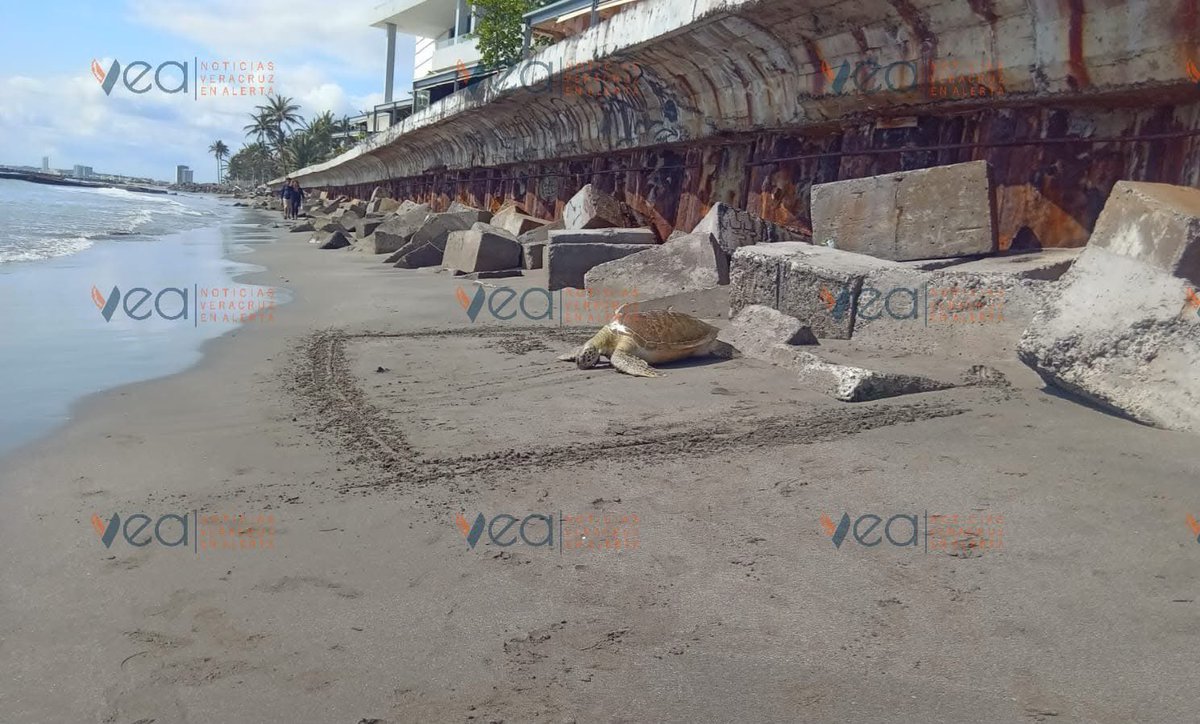 Teresa Mendoza 💜 tweet media