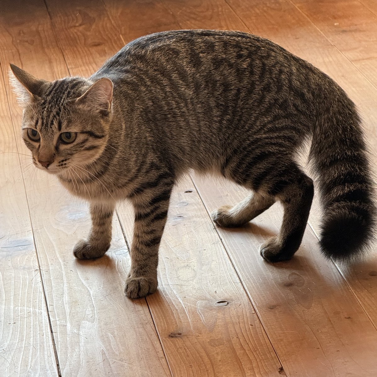 きなこもちおと猫家族ズ tweet media