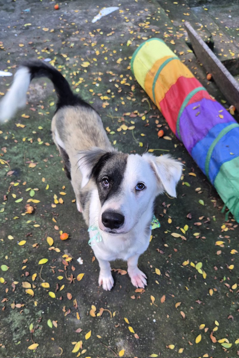 panicat do vila união tweet media