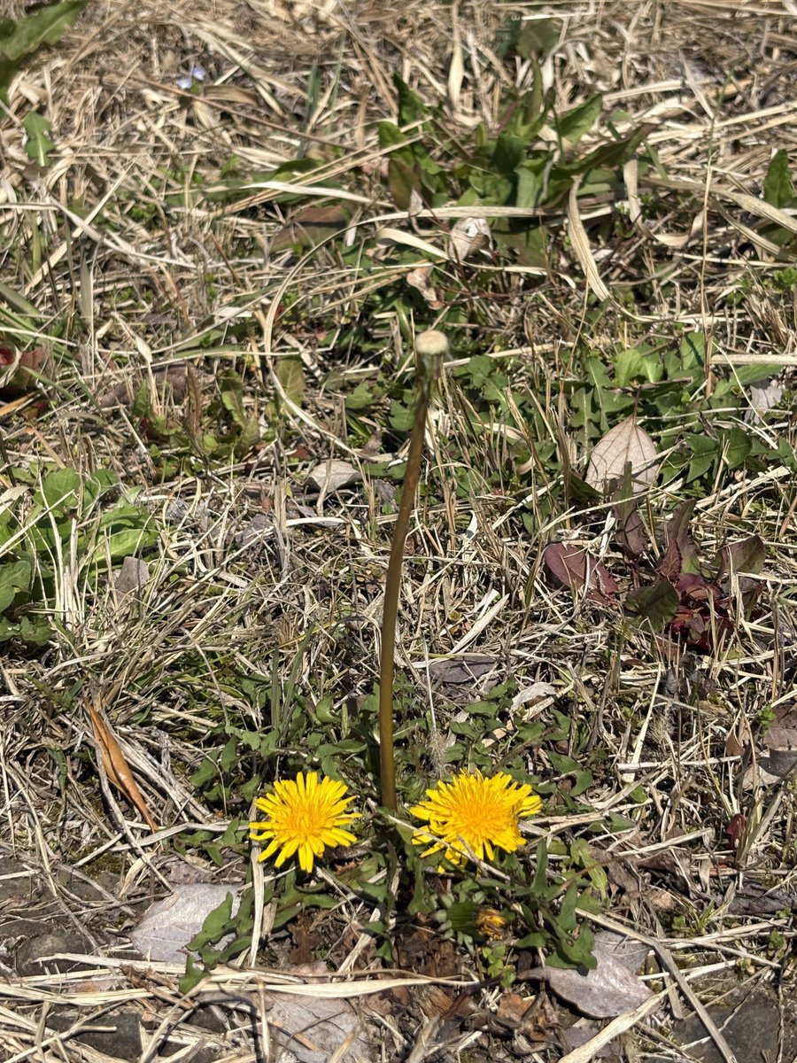 ラグ【桜 健太】 tweet media