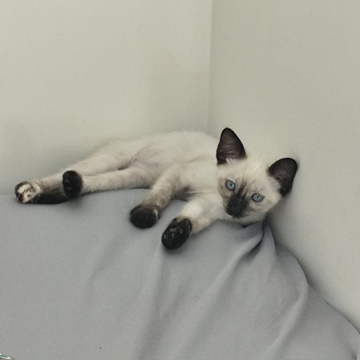 Lafa da Bani tweet media