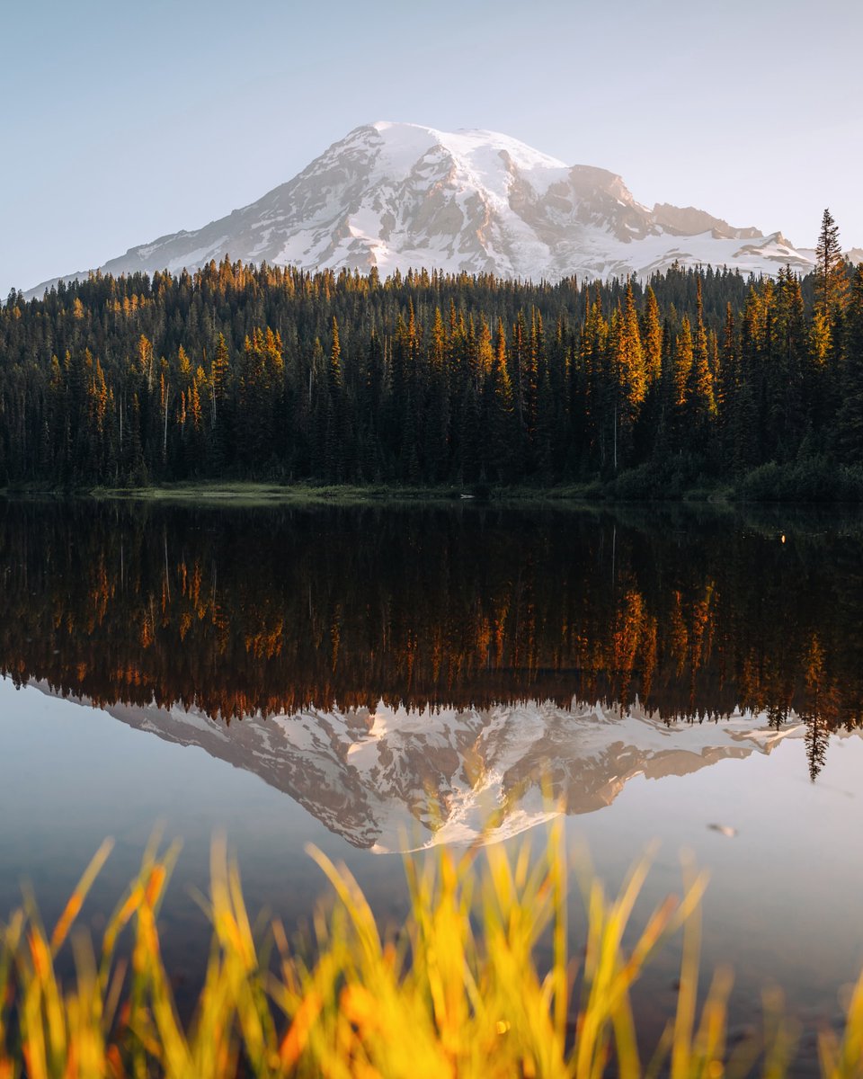 Purely Green tweet media