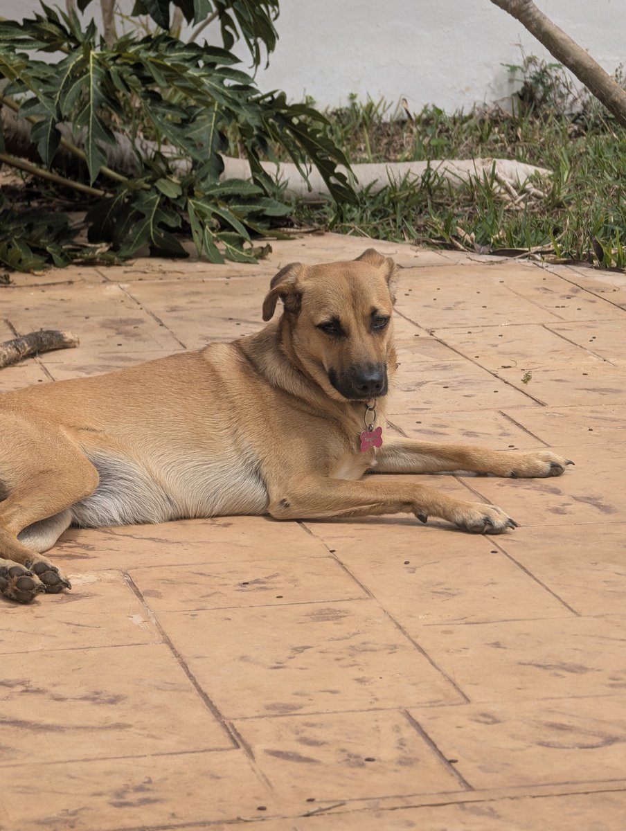 ᑭᖇᑌᖴᖴE et les Mounous au Yucatán ☀️ tweet media