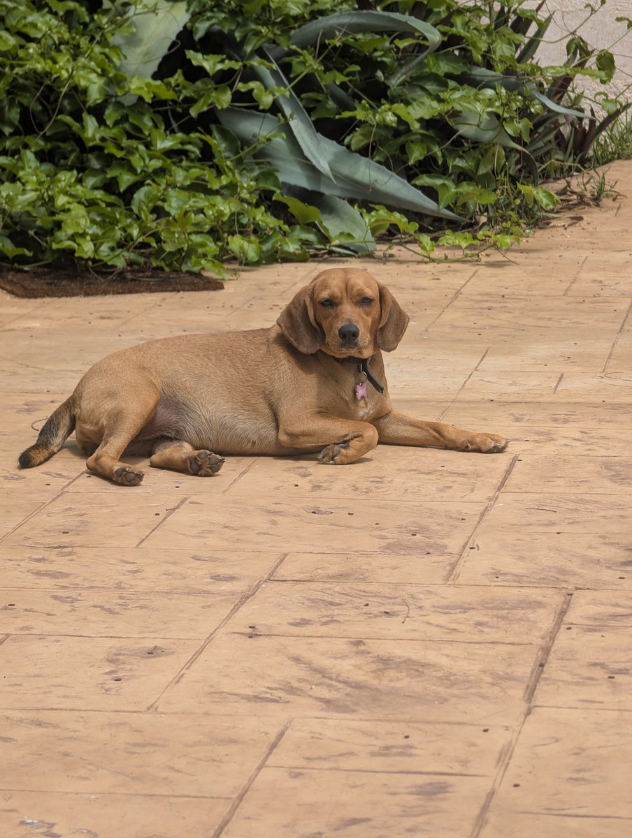 ᑭᖇᑌᖴᖴE et les Mounous au Yucatán ☀️ tweet media