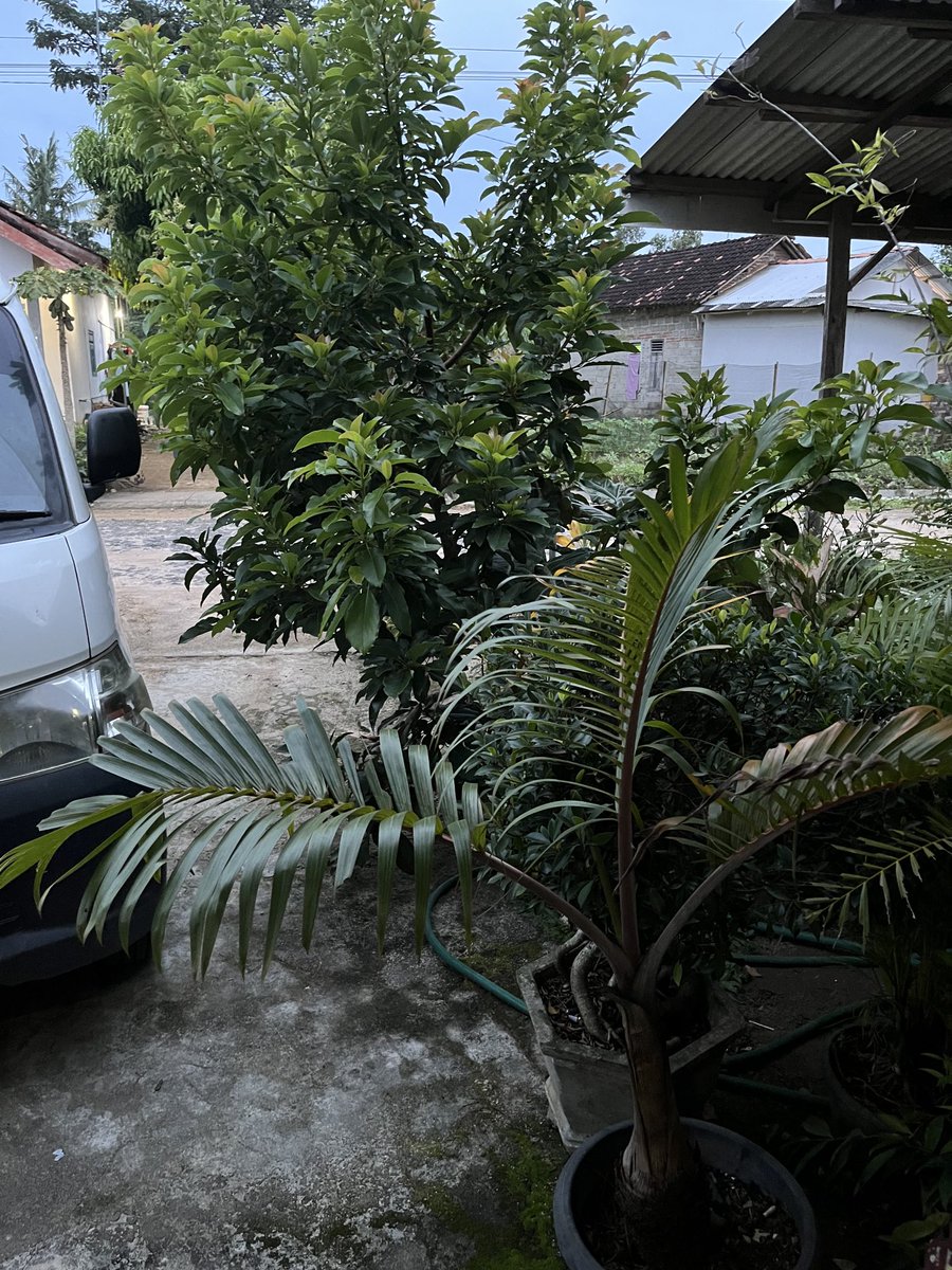 Beneran ih, tanaman nya gak gerak pagi ini