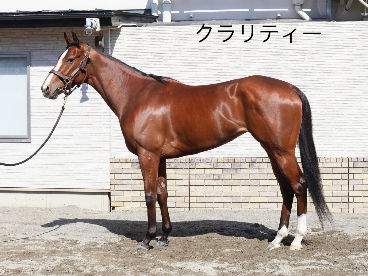 田中博康厩舎【公式】 tweet media