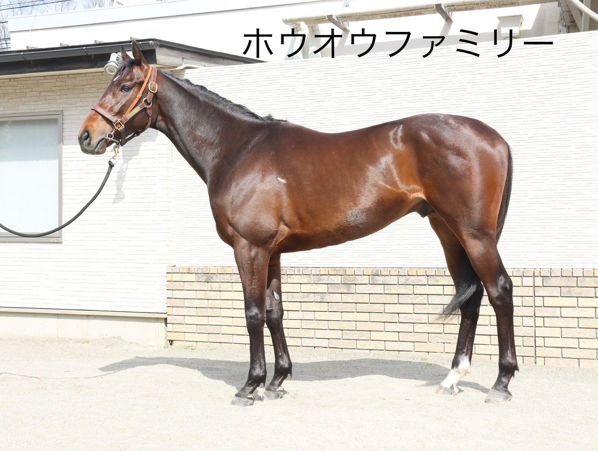 田中博康厩舎【公式】 tweet media