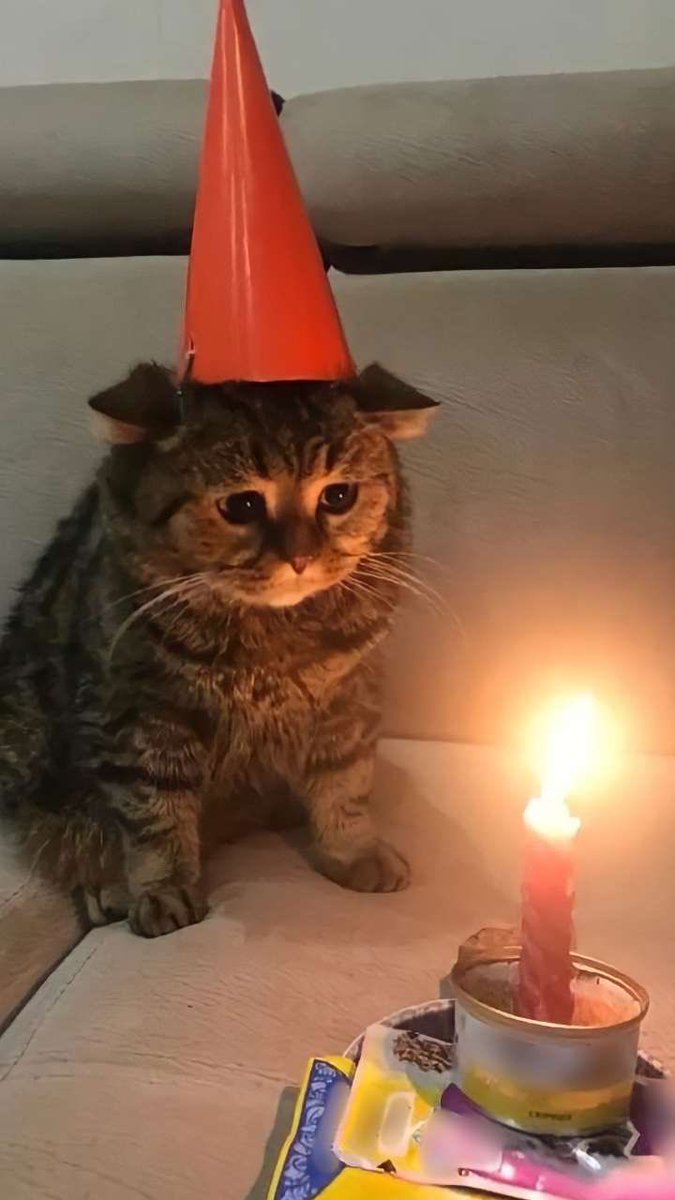 ⭕️LA 🐼 tweet media