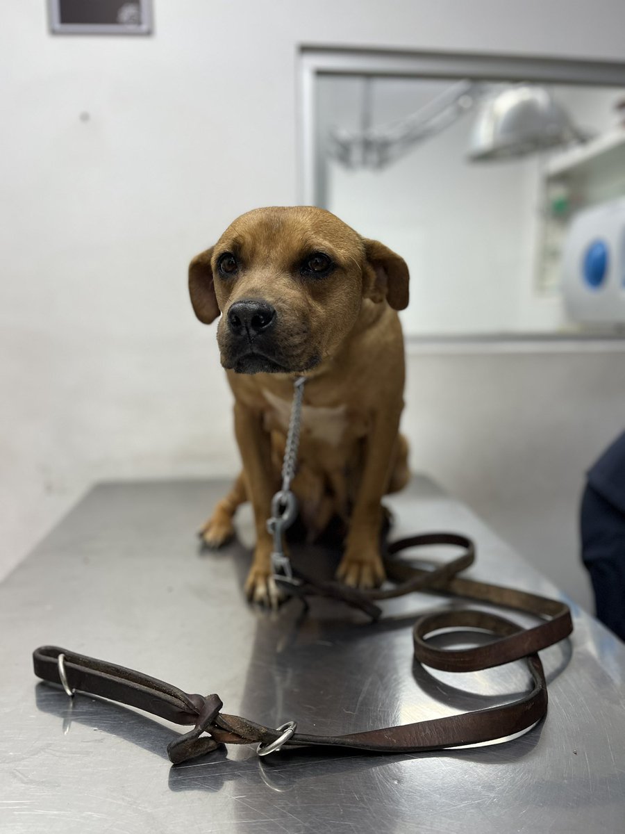 𝙷𝚎𝚕𝚊 𝙼𝚘𝚛𝚎 🐶 tweet media