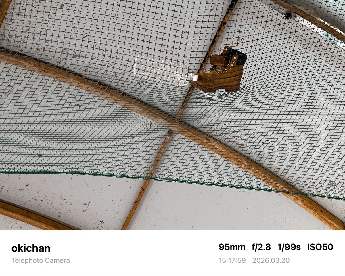 おきちゃん🐬┃楽天ROOM tweet media