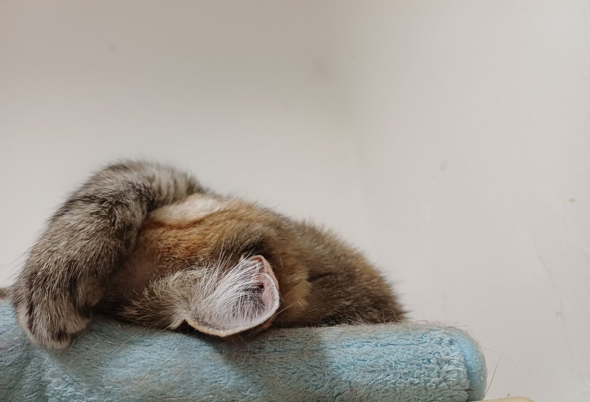 Мусь Танюхович РізноманітноУхуїваючий tweet media