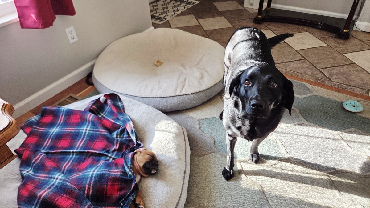 SteelToeStats tweet media