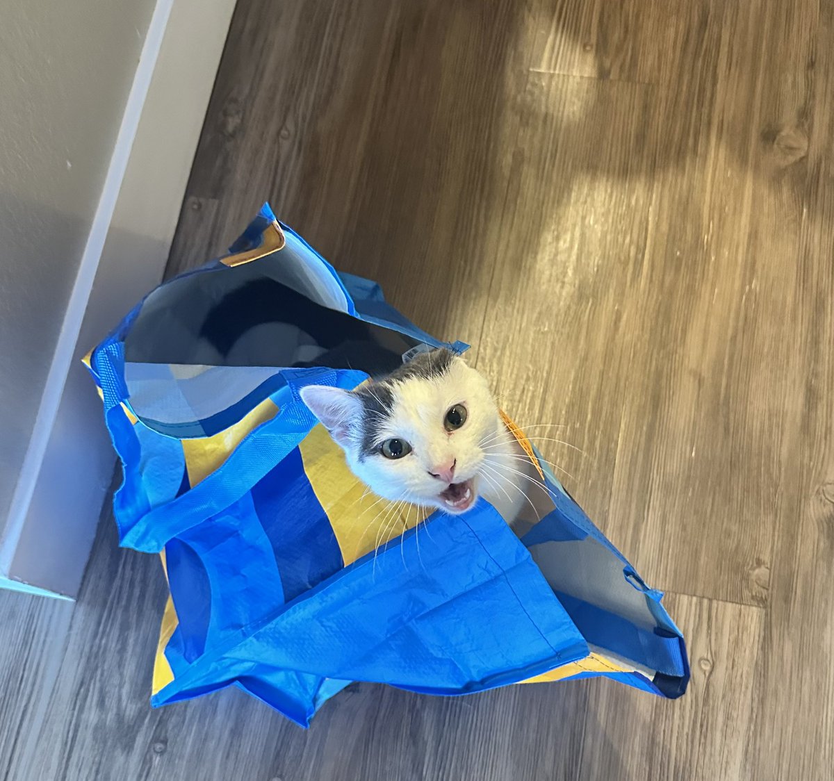 Cannie Oakley: Local Cryptid tweet media