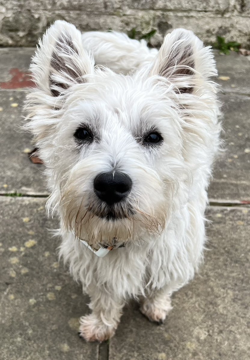 Dillon & Dougal & Angel Eric Da Dog 🌈🐾 tweet media