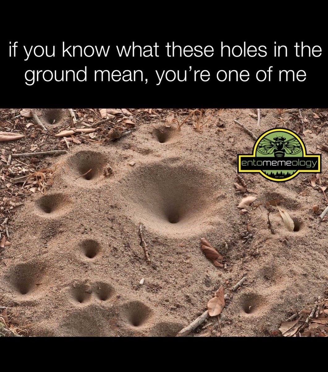 Entomemeology tweet media