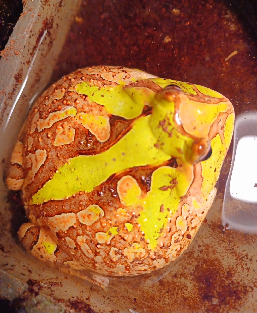 #1 streetcleaner fan 🔥🔥 tweet media