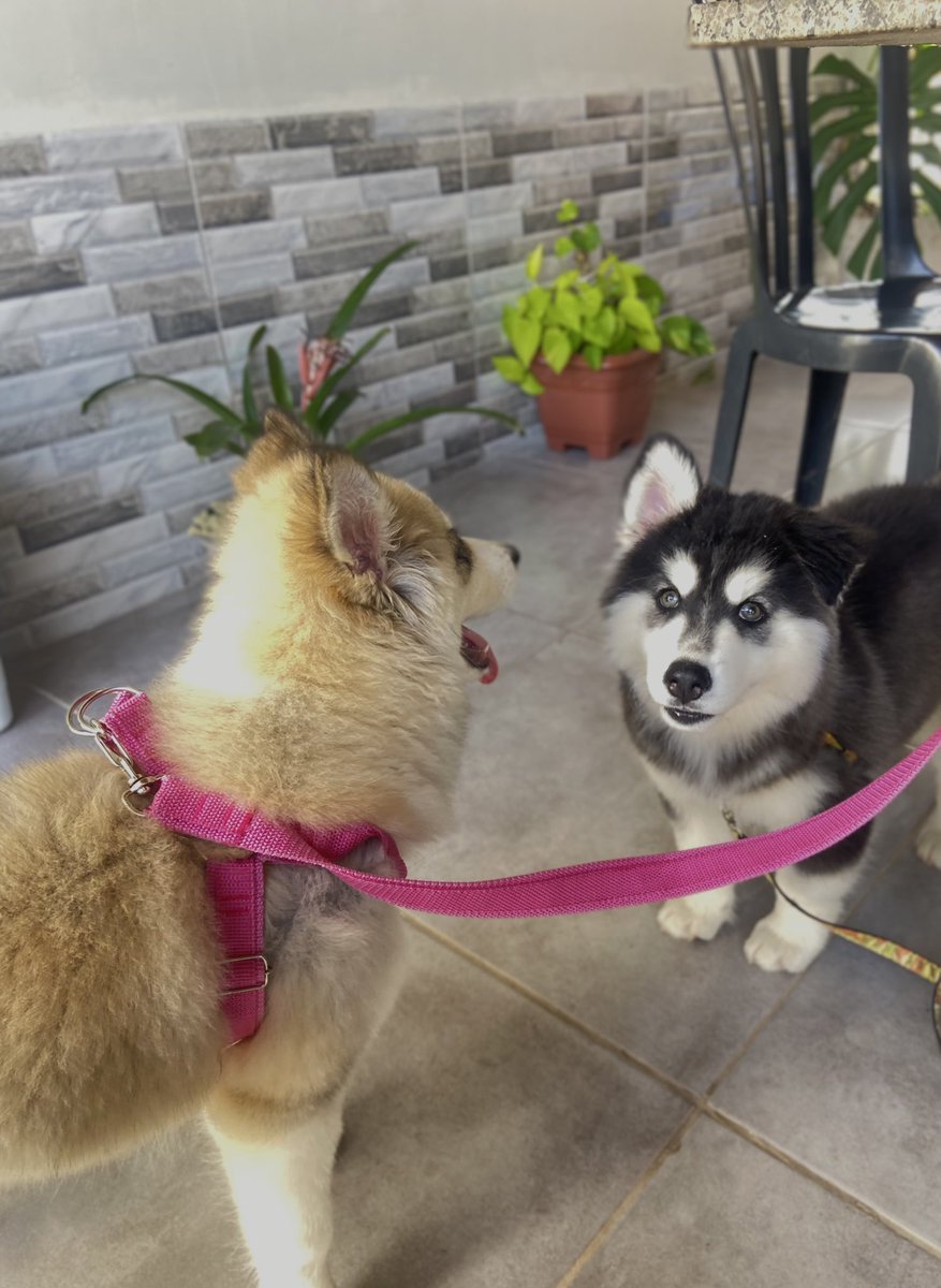 Resumo do primeiro passeio dos meus filhos: Dois preguiçosos que não queriam andar

Fui até a esquina de casa em 1 hora, depois voltei kkkkkkkkkkkkkkkkk