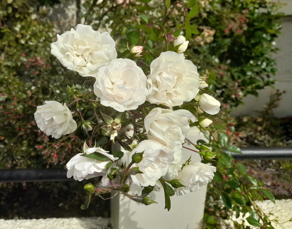 Good morning 👋🏽 
A lovely sunny day. A good for 3 loads of washing.🌞
Enjoy, Saturday. Find a peaceful  place to sit and be grateful.