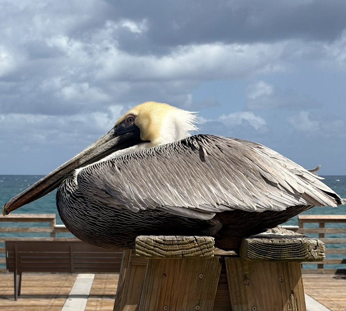 The Tallahassee Patriots 🌲 tweet media