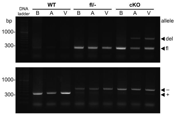 Experimental Physiology tweet media