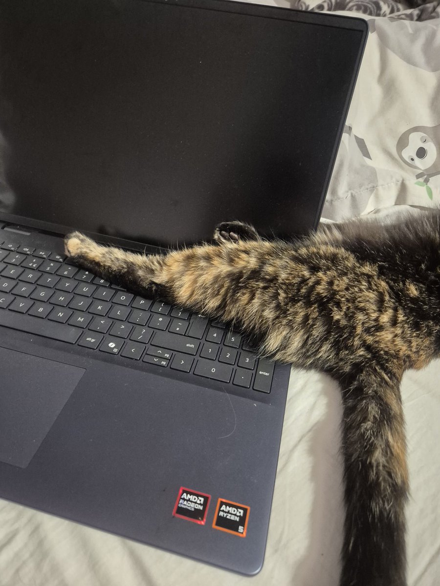 Littol Clee 🧡🖤 tweet media