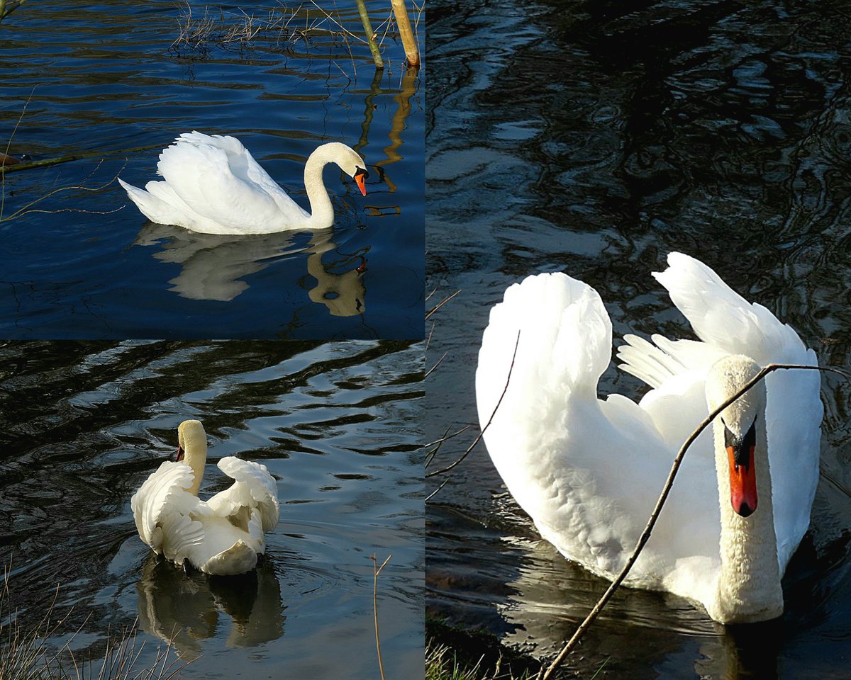 iet1234's tweet image. Swan enjoys the sun
I also hope for a nice spring weekend for all of  you 🌟🤍
#swans #spring
