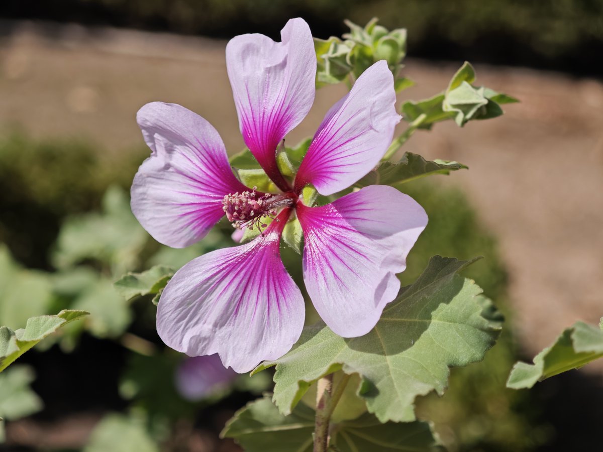 KatySnchez's tweet image. Lavatera maritima, comúnmente conocida como malva arbórea, es un arbusto perenne grande y de porte redondeado . #malva #flor #hacerfotos #primavera