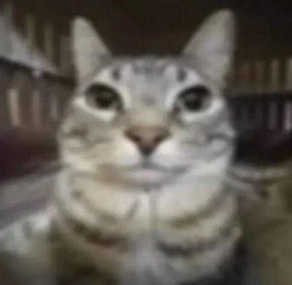 Virtus.pro tweet media