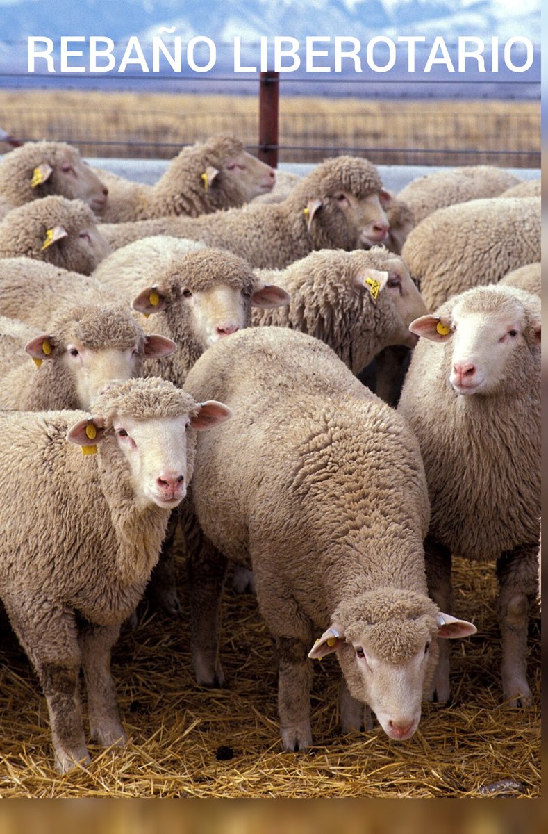 jorgeariber, No soy termo de Nadie 💛 tweet media