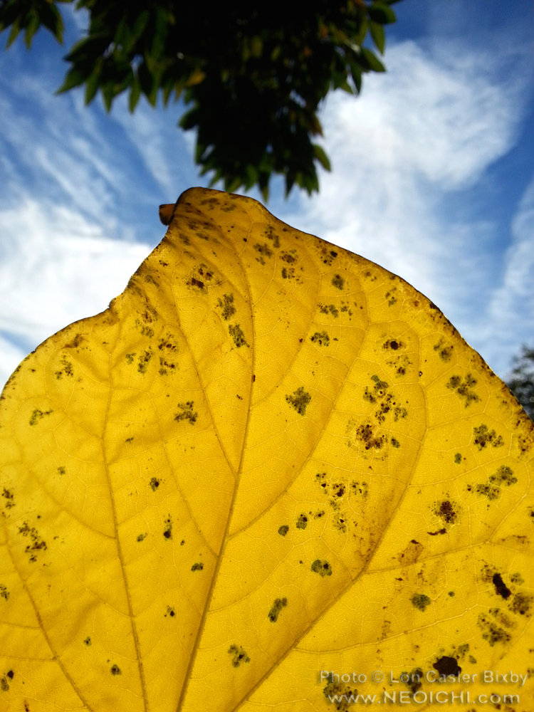 OfficialNeoichi's tweet image. 1. Just a Touch
2. On Edge

#Naturephotography #leaves #fallcolors #autumn