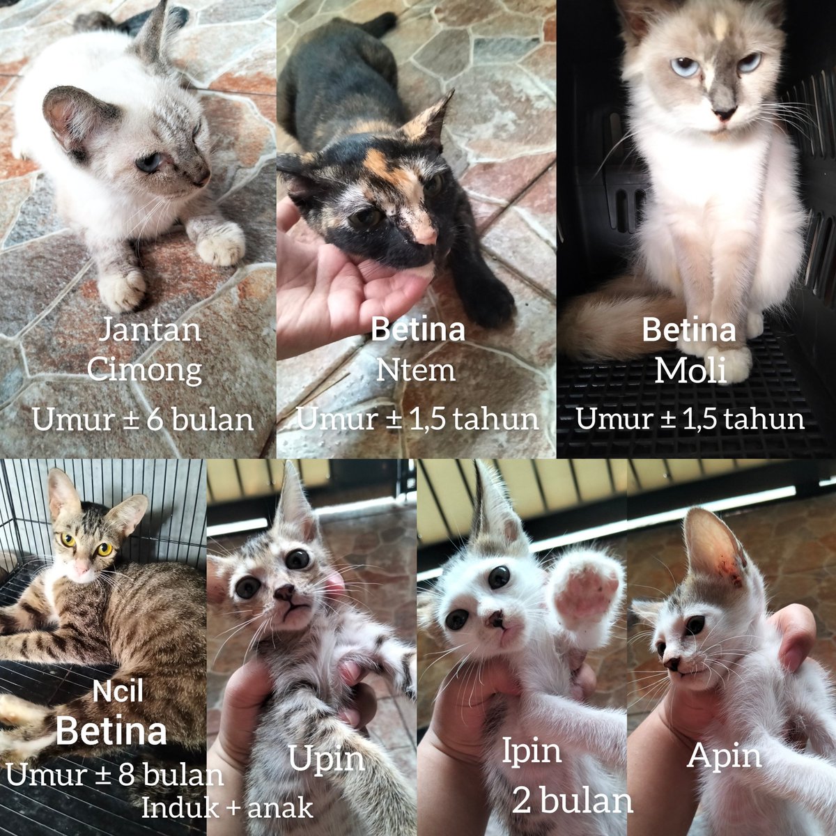 user120801's tweet photo. OPEN FREE ADOPT KUCING! (TANGERANG)
- Detailnya sudah tertera di foto
- Sehat tapi belum divaksin dan steril
- Sudah bisa pip &amp; pup di pasir semua
- Free tidak bermahar apapun. Khusus catlovers! Tidak untuk pakan reptil.
Alasan open adopt karena kucingku sudah banyak sekalii 🥹🥹 https://t.co/oBo7cHTWF6