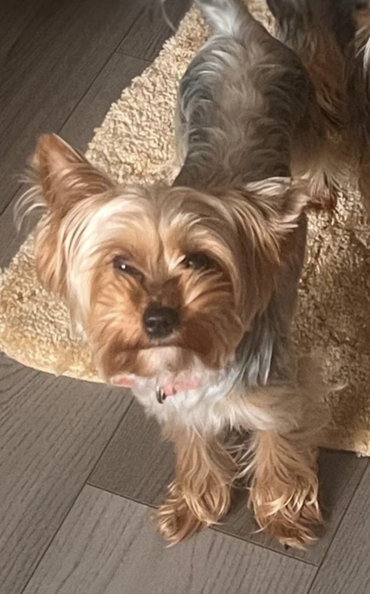 millypod1's tweet image. BELLA IS HOME. THANKS FOR RT's 😊🐾🐕

🆘12 MAR 2026 #Lost Bella #ScanMe
Yorkshire Terrier Female 
Thornton Road #Croydon #GreaterLondon #SouthLondon #CR0 doglost.co.uk/dog/202442