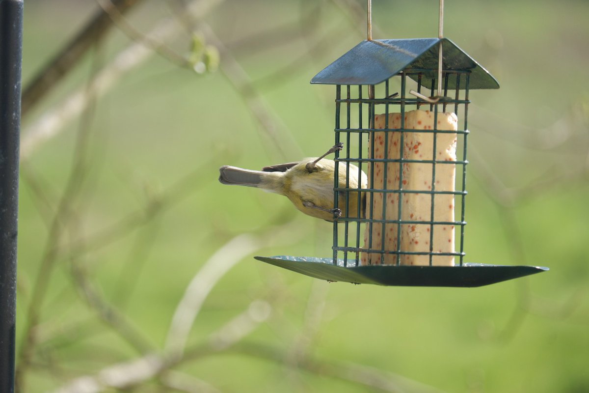 ShakeyBird tweet media