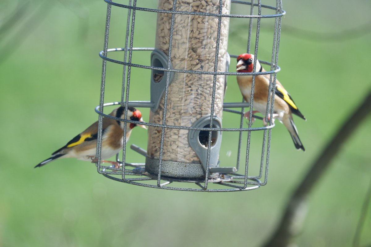 ShakeyBird tweet media