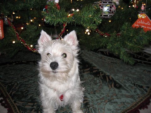 big katie tweet media