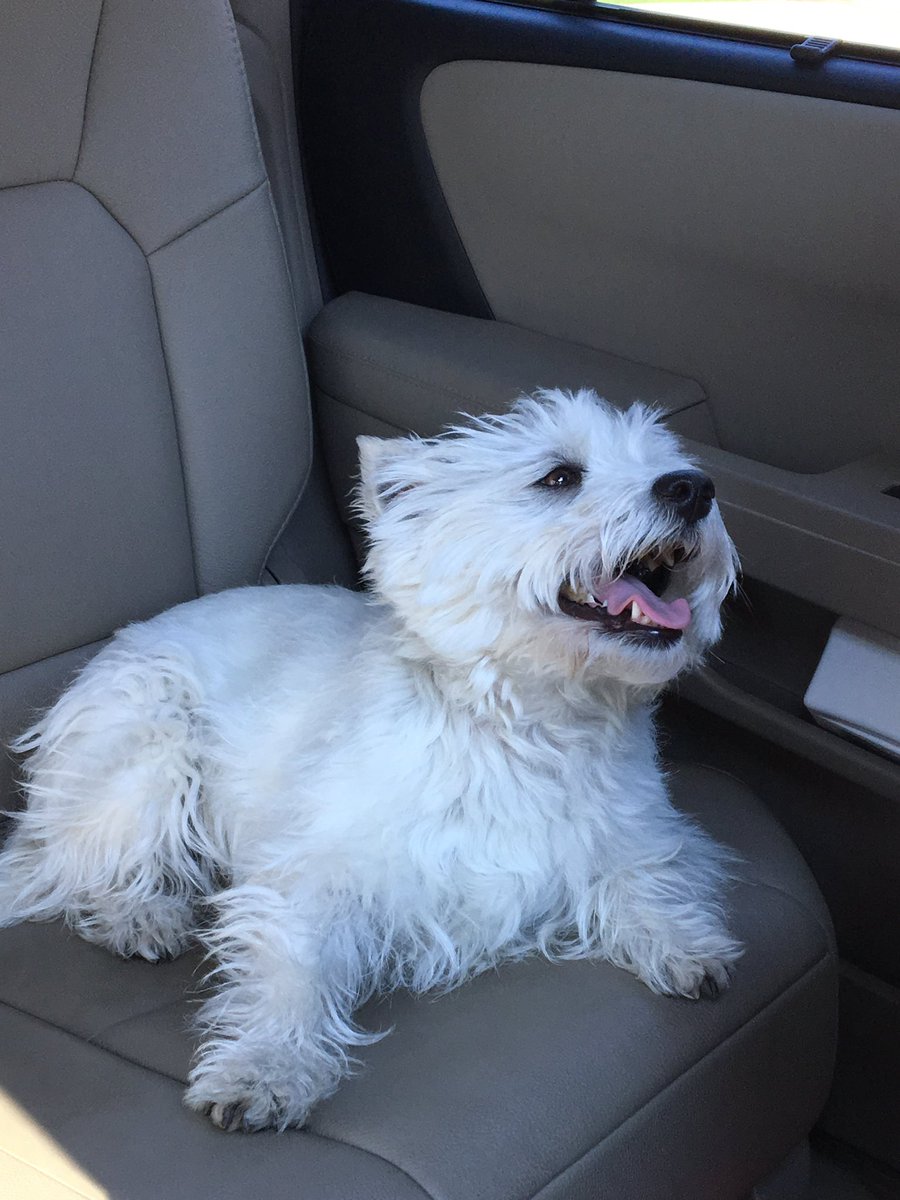 big katie tweet media