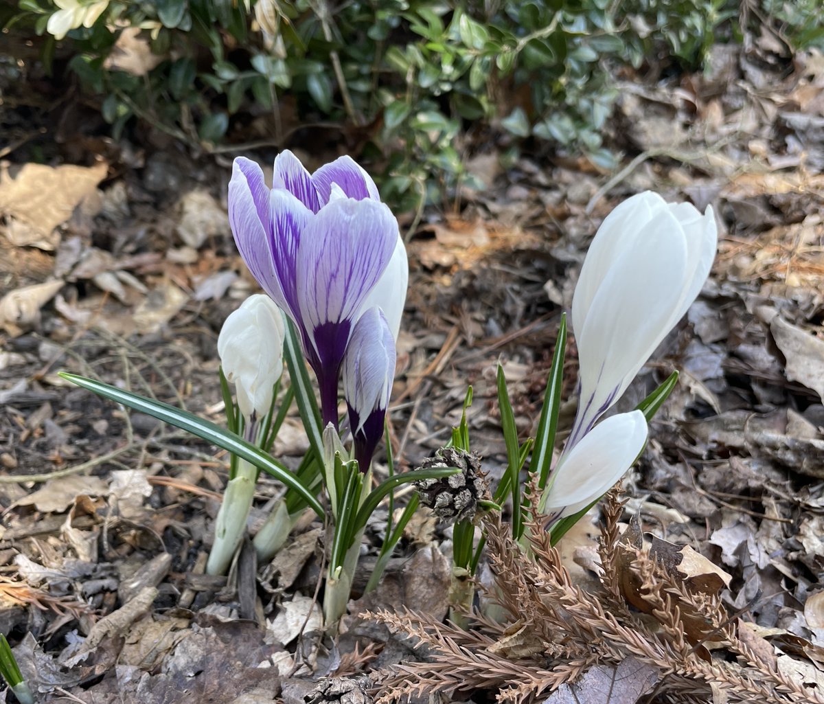 Maxalea_Inc's tweet photo. On this first day of spring, we are witnessing early blooms like star Magnolia, Edgeworthia, and crocuses. With thoughtful planning and smart plant choices, landscapes can show off their vibrant character longer. Welcome spring beautifully, when landscapes truly come alive! https://t.co/1HmaunKujK