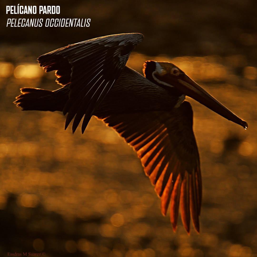 contrapesopanama tweet media